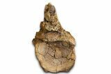 Hadrosaur (Edmontosaurus) Anterior Caudal Vertebra - Wyoming #371512-1